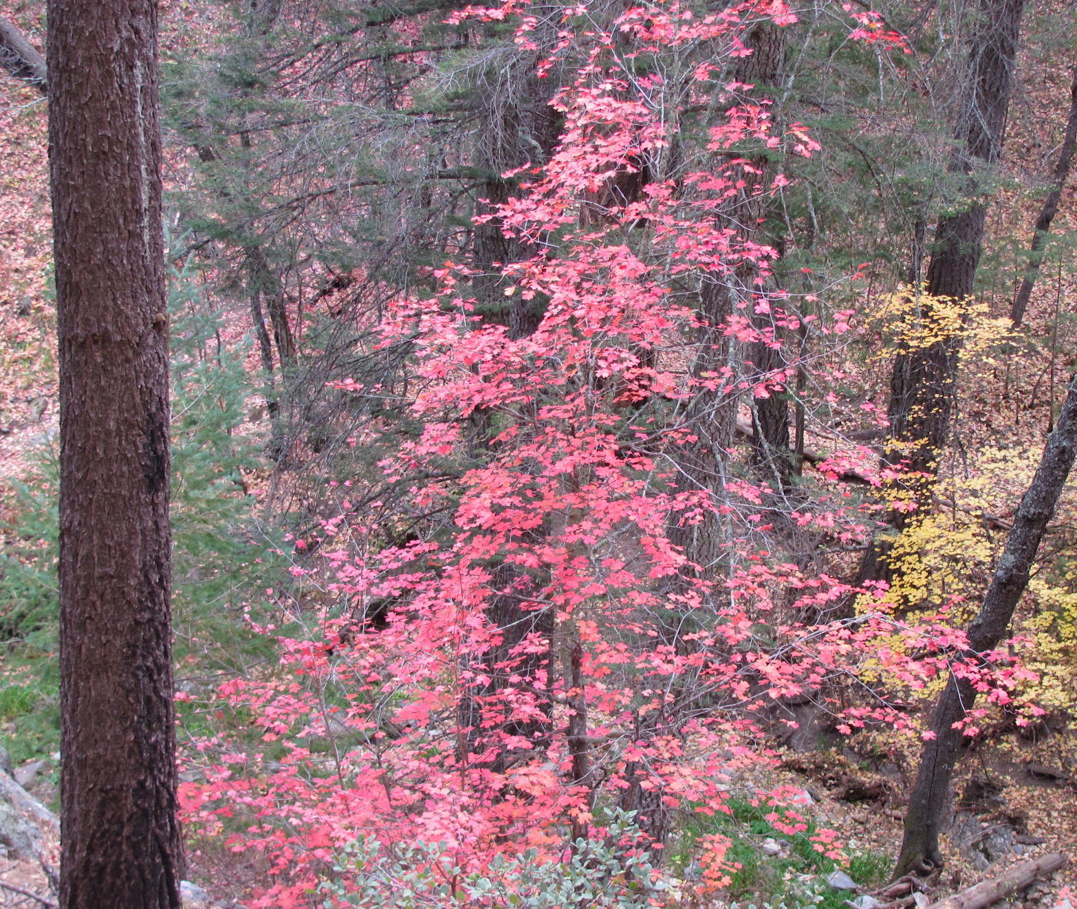 Red hues
